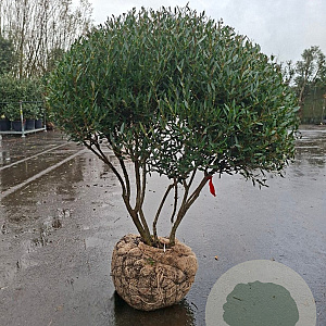 Phillyrea angustifolia 140-150 cm container piramide