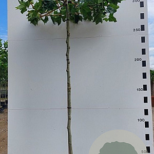 Platanus hispanica 12-14 HO 45L dakvorm 250 cm stam vierkant