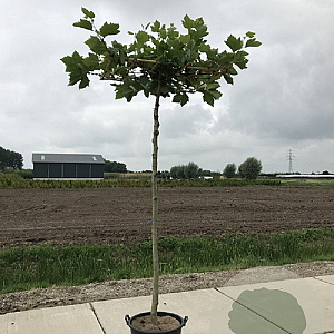 Platanus hispanica 20-25 HO cont. 110L dakvorm 210 cm stam vierkant