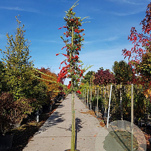 Pyracantha coccinea 120 cm stam container 14-16