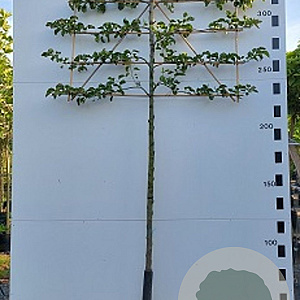 Pyrus calleryana 'Chanticleer' 20-25 HO cont. 110L lei 150x150 200 cm stam