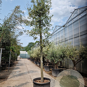 Quercus ilex 150 cm stam container 25-30