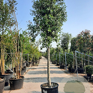 Quercus ilex 180 cm stam container 25-30