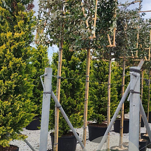 Quercus ilex 10-12 HO 40L lei 150x150 200 cm stam