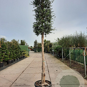 Quercus suber 180 cm stam container 25-30