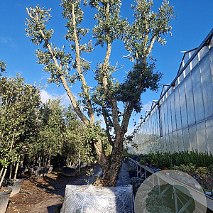 Quercus suber 450-500 cm airpot meerstammig