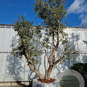 Quercus suber 450-500 cm airpot meerstammig