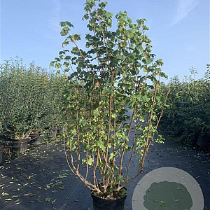 Ribes sang. 'King Edward VII' 80-100 cm 12L