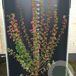 Ribes sang. 'King Edward VII' 100-125 cm 12L