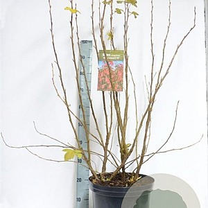 Ribes sang. 'King Edward VII' 100-125 cm 12L