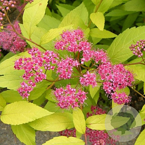 Spiraea jap. 'Golden Princess' 20-40 cm wortelgoed 0/2 2-3 tak