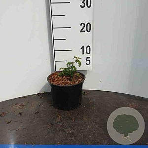 Stephanandra incisa 'Crispa' 30-50 cm wortelgoed 0/2 3 tak