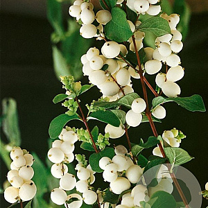 Symphoricarpos albus laevigatus 40-60 cm wortelgoed 0/1/0 2 tak