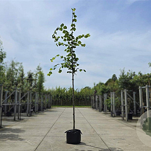 Tilia platyphyllos 200-250 cm wortelgoed