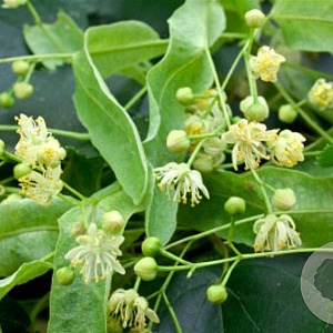 Tilia platyphyllos 200-250 cm wortelgoed