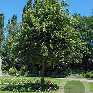 Tilia platyphyllos 200-250 cm wortelgoed