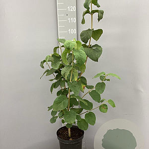 Viburnum lantana 80-100 cm 7,5L