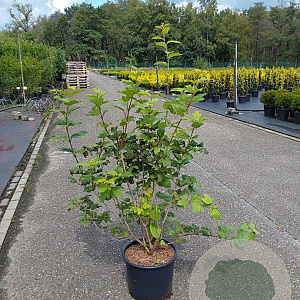 Viburnum opulus 'Roseum' 80-100 cm 12L
