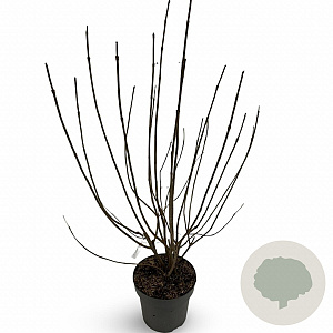 Viburnum opulus 'Roseum' 80-100 cm 12L