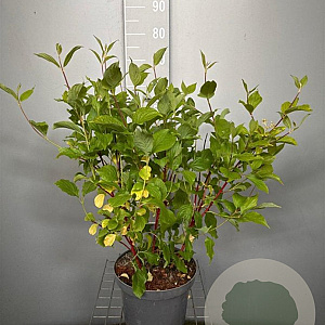 Cornus alba 'Sibirica' 60-80 cm 7,5L