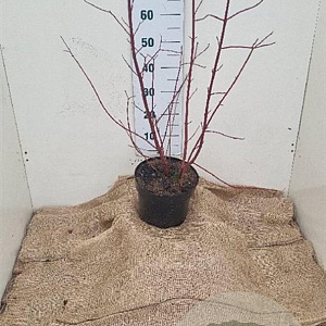 Cornus alba 'Sibirica' 60-80 cm 7,5L