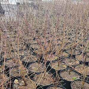 Cornus mas 40-60 cm 7,5L