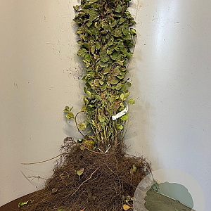 Cornus sanguinea 50-80 cm wortelgoed 1/1