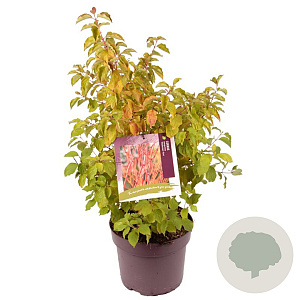 Cornus sang. 'Midwinter Fire' 40-60 cm 7,5L