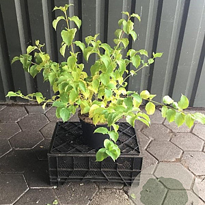 Cornus sang. 'Winter Beauty' 40-60 cm 7,5L