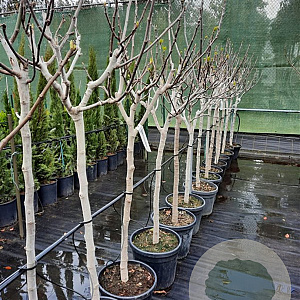 Ficus carica 100 cm stam container 12-14