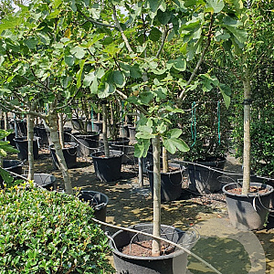 Ficus car. 'Brown Turkey' 100 cm stam container 14-16