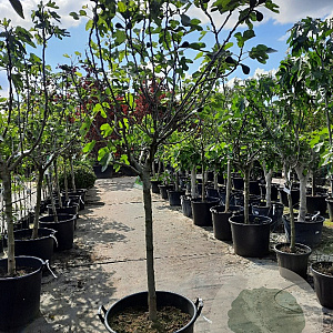 Ficus car. 'Brown Turkey' 100 cm stam container 14-16