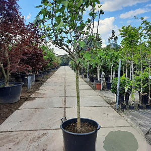 Ficus car. 'Brown Turkey' 100 cm stam container 14-16