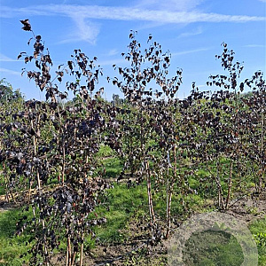 Betula pubescens 'Royal Frost' 10-12 cm 45L