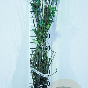 Forsythia intermedia 'Spectabilis' 60-80 cm wortelgoed 0/2 3 tak