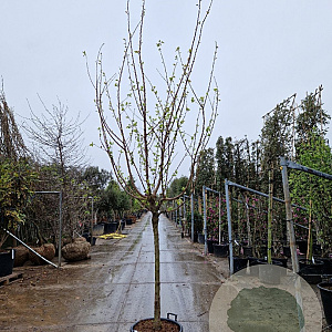 Prunus armeniaca 100 cm stam container 14-16