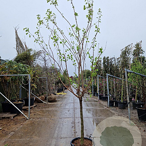 Prunus ar. 'Polonais' 100 cm stam container 12-14