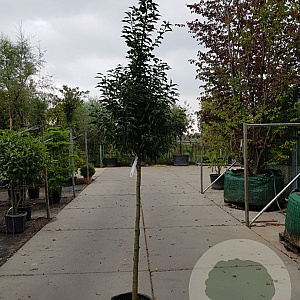 Prunus l. 'Angustifolia' 120 cm stam container 16-18