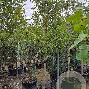 Prunus l. 'Angustifolia' 120 cm stam container 16-18