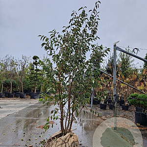 Prunus 'The Bride' 175-200 cm met kluit meerstammig