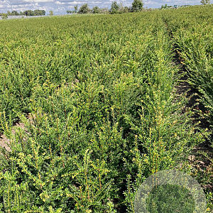 Taxus baccata 40-60 cm wortelgoed 2/2