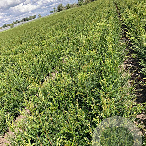 Taxus baccata 40-60 cm wortelgoed 2/2