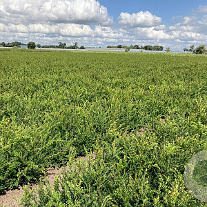 Taxus baccata 40-60 cm wortelgoed 2/2