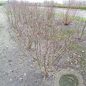 Magnolia 'Susan' 140-160 cm met kluit