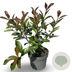 Photinia fraseri 'Red Robin' 50-60 cm 4,0L
