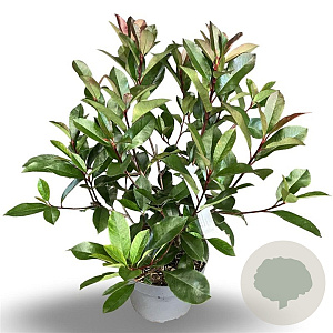 Photinia fraseri 'Red Robin' 50-60 cm 4,0L