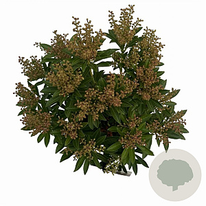Pieris jap. 'Debutante' 25-30 cm 3,0L
