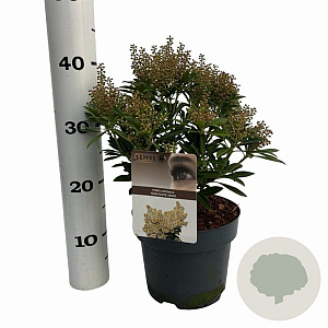 Pieris jap. 'Debutante' 25-30 cm 3,0L