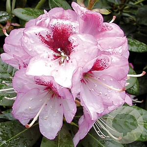 Rhododendron 'Cassata' 30-40 cm 5,0L
