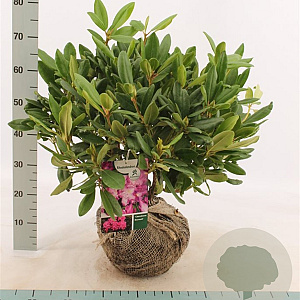 Rhododendron 'Catawb. Boursault' 50-60 cm met kluit